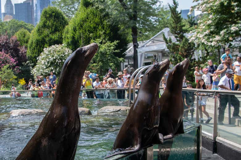 Lions de mer dans le jardin central du zoo