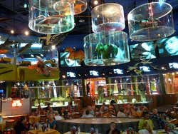 Restaurant Planet Hollywood NewYork